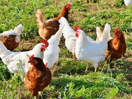 AGRICULTURE NOTES FOR FORM THREE – ALL TOPICS
