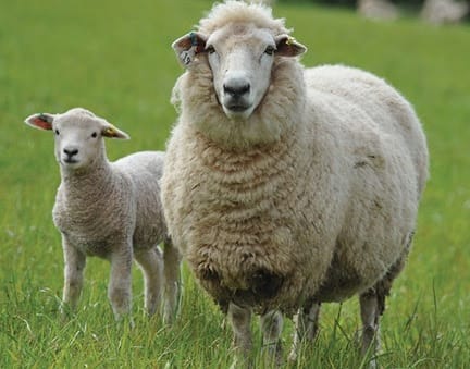 AGRICULTURE NOTES FOR FORM SIX – ALL TOPICS